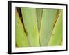 Flax Detail, West Coast, South Island, New Zealand-David Wall-Framed Photographic Print