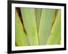 Flax Detail, West Coast, South Island, New Zealand-David Wall-Framed Photographic Print