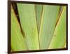 Flax Detail, West Coast, South Island, New Zealand-David Wall-Framed Photographic Print