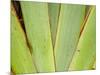 Flax Detail, West Coast, South Island, New Zealand-David Wall-Mounted Photographic Print