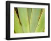 Flax Detail, West Coast, South Island, New Zealand-David Wall-Framed Photographic Print