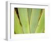 Flax Detail, West Coast, South Island, New Zealand-David Wall-Framed Photographic Print