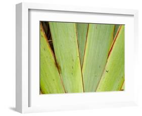 Flax Detail, West Coast, South Island, New Zealand-David Wall-Framed Photographic Print
