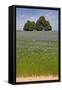 Flax Field and Lime Tree-null-Framed Stretched Canvas