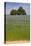 Flax Field and Lime Tree-null-Stretched Canvas