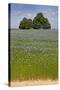 Flax Field and Lime Tree-null-Stretched Canvas