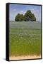 Flax Field and Lime Tree-null-Framed Stretched Canvas