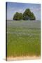 Flax Field and Lime Tree-null-Stretched Canvas