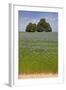 Flax Field and Lime Tree-null-Framed Photographic Print