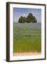 Flax Field and Lime Tree-null-Framed Photographic Print