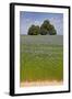 Flax Field and Lime Tree-null-Framed Photographic Print