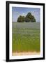 Flax Field and Lime Tree-null-Framed Photographic Print