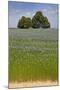 Flax Field and Lime Tree-null-Mounted Photographic Print