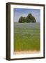 Flax Field and Lime Tree-null-Framed Photographic Print