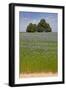 Flax Field and Lime Tree-null-Framed Photographic Print