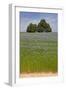 Flax Field and Lime Tree-null-Framed Photographic Print