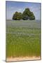 Flax Field and Lime Tree-null-Mounted Photographic Print