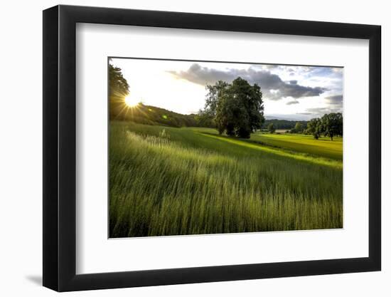 Flax field in Eure, France, Europe-Godong-Framed Photographic Print