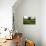 Flax field in Eure, France, Europe-Godong-Photographic Print displayed on a wall