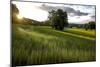 Flax field in Eure, France, Europe-Godong-Mounted Photographic Print