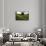 Flax field in Eure, France, Europe-Godong-Framed Stretched Canvas displayed on a wall