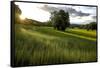 Flax field in Eure, France, Europe-Godong-Framed Stretched Canvas