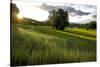 Flax field in Eure, France, Europe-Godong-Stretched Canvas