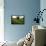 Flax field in Eure, France, Europe-Godong-Framed Stretched Canvas displayed on a wall