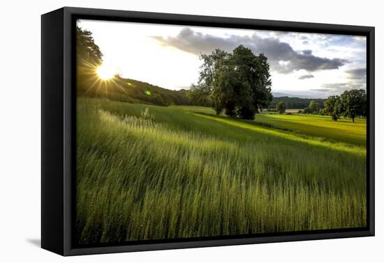 Flax field in Eure, France, Europe-Godong-Framed Stretched Canvas