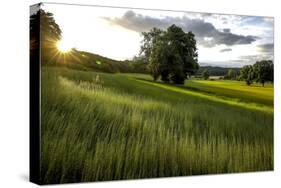 Flax field in Eure, France, Europe-Godong-Stretched Canvas