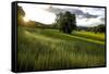 Flax field in Eure, France, Europe-Godong-Framed Stretched Canvas