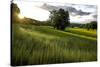 Flax field in Eure, France, Europe-Godong-Stretched Canvas