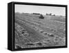 Flax Fields in Imperial Valley, Harvesting-Dmitri Kessel-Framed Stretched Canvas
