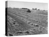 Flax Fields in Imperial Valley, Harvesting-Dmitri Kessel-Stretched Canvas