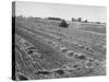 Flax Fields in Imperial Valley, Harvesting-Dmitri Kessel-Stretched Canvas