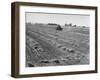 Flax Fields in Imperial Valley, Harvesting-Dmitri Kessel-Framed Photographic Print