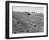 Flax Fields in Imperial Valley, Harvesting-Dmitri Kessel-Framed Photographic Print