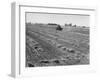 Flax Fields in Imperial Valley, Harvesting-Dmitri Kessel-Framed Photographic Print