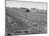 Flax Fields in Imperial Valley, Harvesting-Dmitri Kessel-Mounted Photographic Print