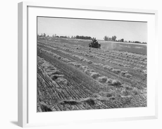 Flax Fields in Imperial Valley, Harvesting-Dmitri Kessel-Framed Photographic Print