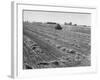 Flax Fields in Imperial Valley, Harvesting-Dmitri Kessel-Framed Photographic Print