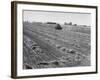 Flax Fields in Imperial Valley, Harvesting-Dmitri Kessel-Framed Photographic Print