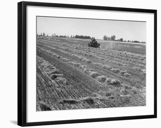 Flax Fields in Imperial Valley, Harvesting-Dmitri Kessel-Framed Photographic Print