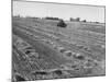 Flax Fields in Imperial Valley, Harvesting-Dmitri Kessel-Mounted Photographic Print