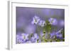 Flax flowers Monmouthshire, Wales, UK-Phil Savoie-Framed Photographic Print