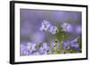 Flax flowers Monmouthshire, Wales, UK-Phil Savoie-Framed Photographic Print