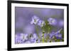 Flax flowers Monmouthshire, Wales, UK-Phil Savoie-Framed Photographic Print