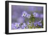 Flax flowers Monmouthshire, Wales, UK-Phil Savoie-Framed Photographic Print