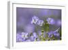 Flax flowers Monmouthshire, Wales, UK-Phil Savoie-Framed Photographic Print