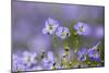 Flax flowers Monmouthshire, Wales, UK-Phil Savoie-Mounted Photographic Print